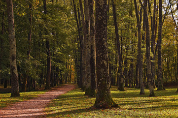 Long path in a high trunks wood