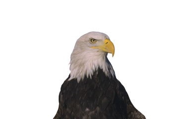 Bald eagle isolated