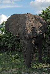 vertical imige with big elephant in wild nature(Botswana)