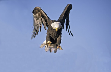 Bald eagle in flight