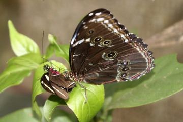 couple papillon