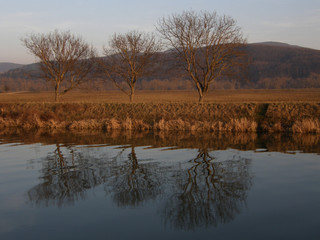 three trees 