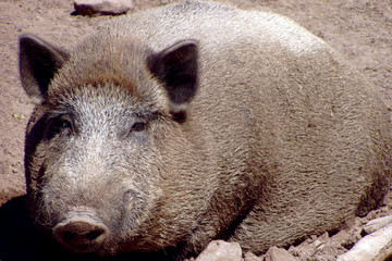 bigpig