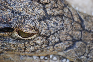 reptile
