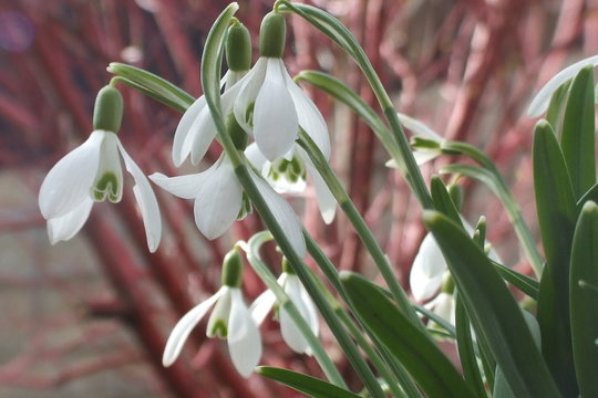 Snowdrop