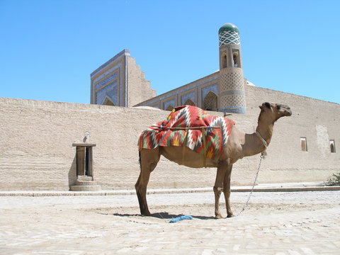Un chameau &agrave; Khiva