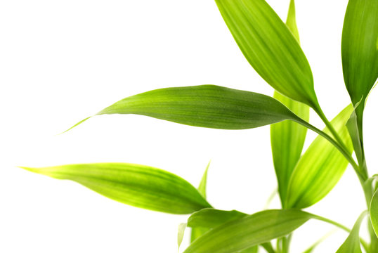 Fototapeta Bamboo leaves isolated on white background