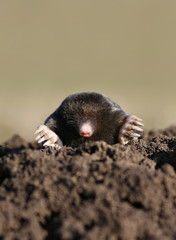 black mole