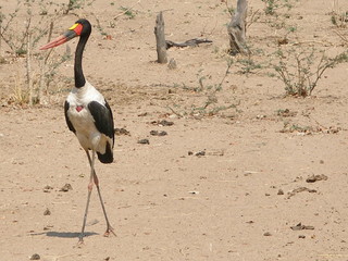 Le Jabiru d'Afrique