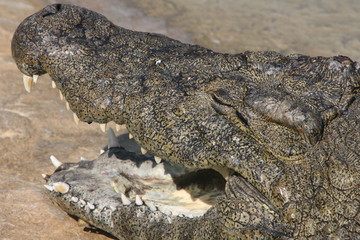 Krokodil