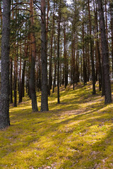 Obraz premium nature series: pine forest in the spring