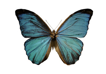 papillon morpho bleu sur fond blanc