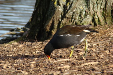                                Poule d'eau,Aisne