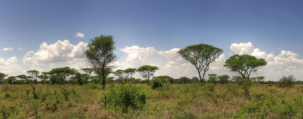 Acacia Savanna