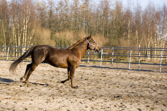 brown running horse