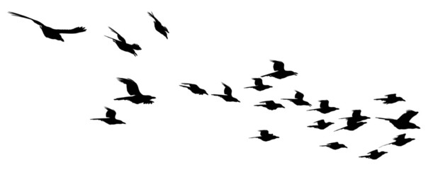 Flying fock of birds