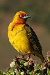 Cape Weaver in the Addo morning sun