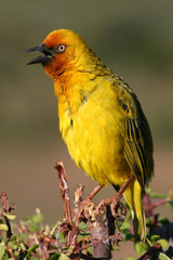 Cape Weaver chirping in the Addo morning sun