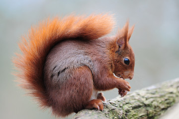 Red squirrel écureuil roux