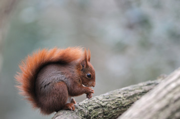 Red squirrel écureuil roux