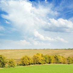 Yellow field, trees and the blue sky.