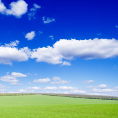 White fluffy clouds and a green spring field.