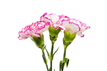 Carnations isolated on a white background.