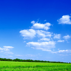 The green field and white clouds.