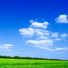 Fototapeta na wymiar The green field and white clouds.