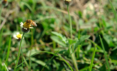 abeja