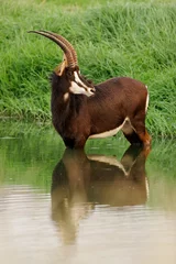 Fototapeten Antilope Sable antelope (Hippotragus niger)  © EcoView