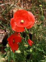 Poppy flowers