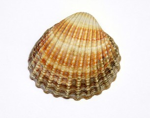 Shell, isolated on a white background