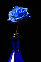 macro shot of a blue rose in ablue vase