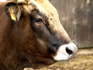 cou de taureau