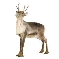 reindeer (2 years)