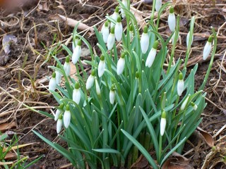 Schneegl&ouml;ckchen