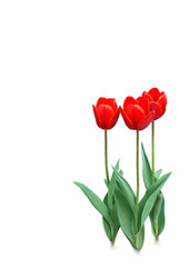 Tulpen