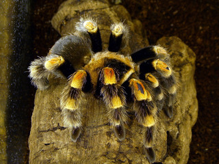 Tarantula