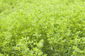 Cultivate green grass