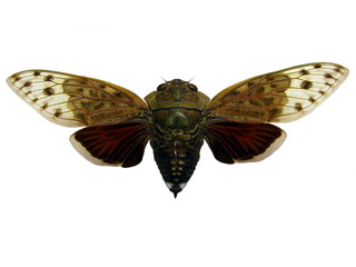 Cicada.