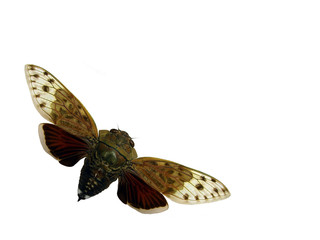 Cicada.