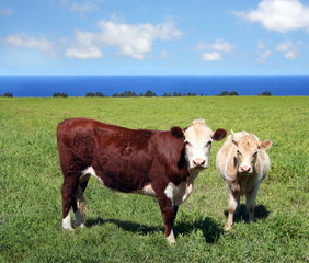 Close-up of two cows on green meadow