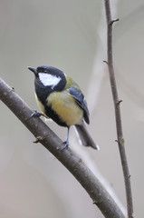 Fototapeta premium Mésange charbonnière Parus major