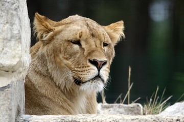 jeune lion