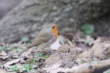 rouge gorge Erithacus rubecula 