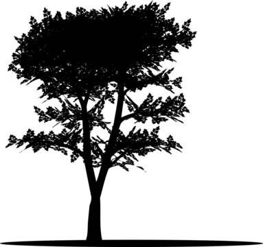 Tree. The isolated silhouette of a tree with leaves.