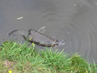 platypus