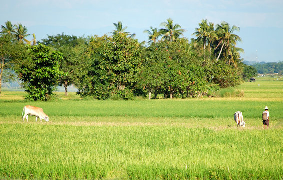 Agricultural worker and carabow in rice field