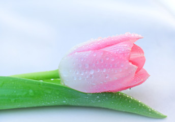beautiful fresh pink tulip with dew